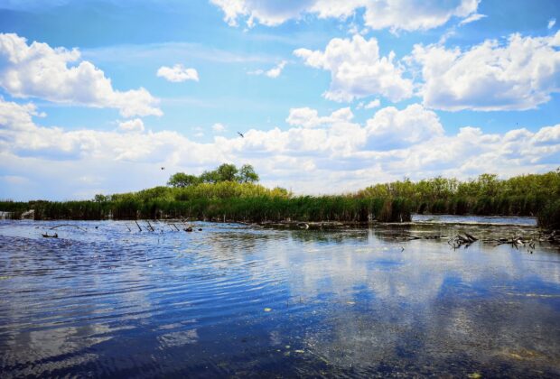 Niveau d’eau bas, enjeux élevés: Comment les milieux humides favorisent la pêche durant les périodes de sécheresse et les années de faible niveau d’eau