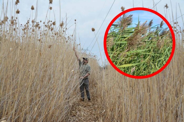 Le roseau commun (Phragmites australis) est un roseau haut et agressif qui se propage rapidement et évince les plantes indigènes ainsi que les plans d’eaux libres dont dépendent la sauvagine et d’autres espèces sauvages.