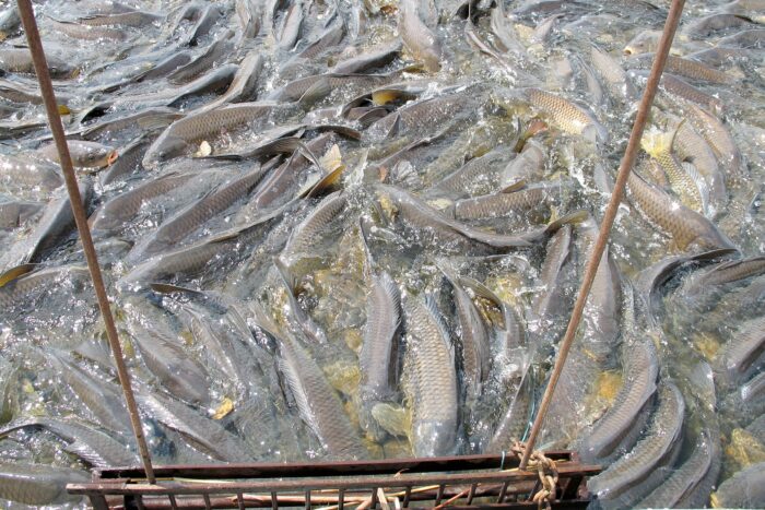 Masse de carpes communes à la structure d’exclusion, marais Delta, Manitoba.
