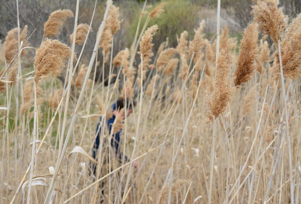 Le roseau commun (Phragmites australis).