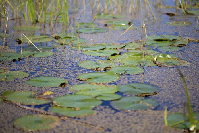 Une végétation des marais verdoyante et une eau limpide.