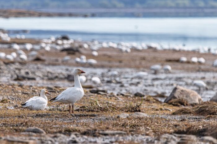 Le passage des oies blanches lors de la migration sur les battures du fleuve Saint-Laurent.