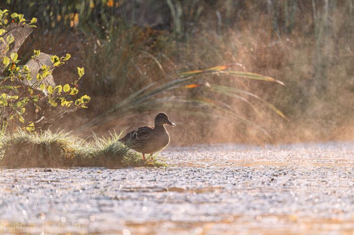 La sauvagine est bien présente, non seulement sur le terrain de M. Émond, mais partout sur la Côte-de-Beaupré.