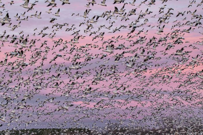 La spectaculaire migration des oies blanches à l’automne.
