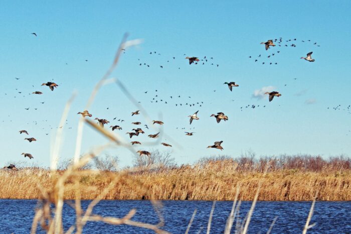 Canards migrateurs survolant un milieu humide de prairie.