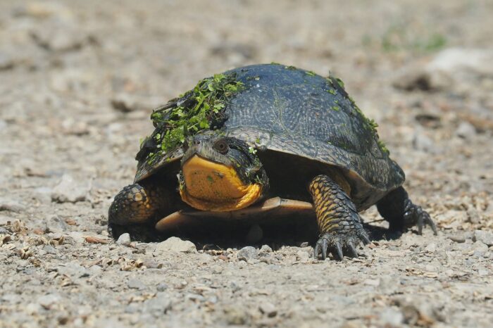 La tortue de Blanding. 