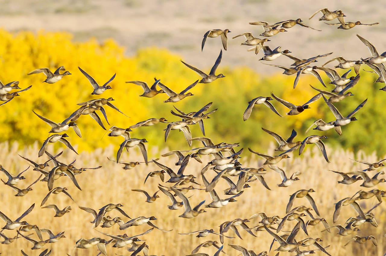 Flock of waterfowl taking off against yellow fall leaves
