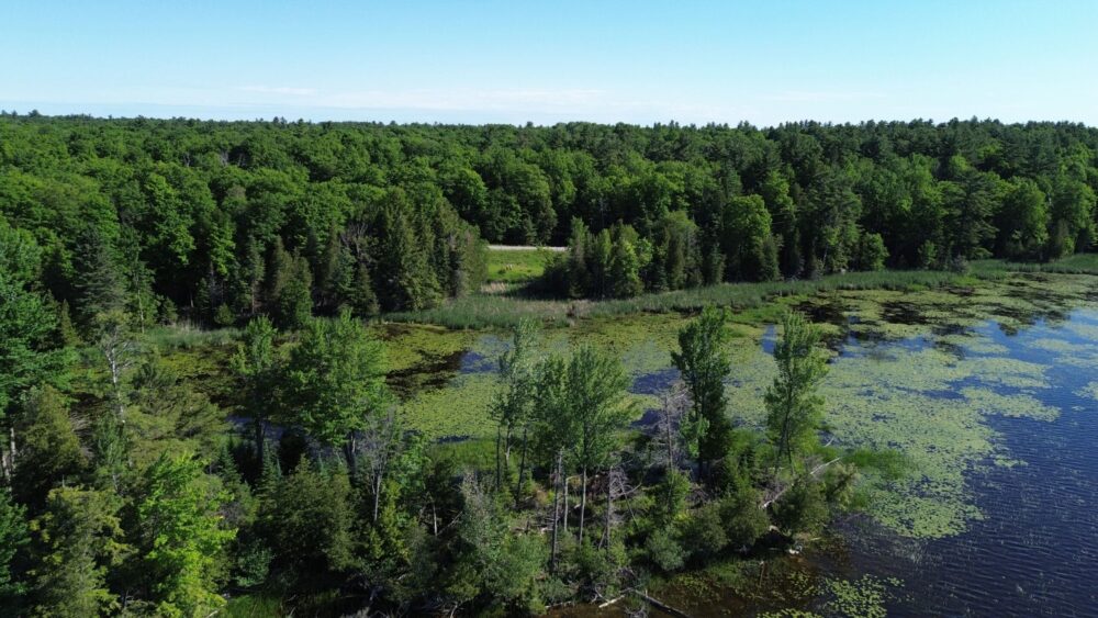 Lac Clayton, en Ontario, littoral et milieu wetland.