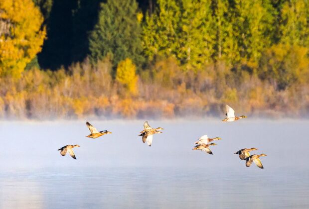 Comment les canards savent-ils quand prendre leur envol?