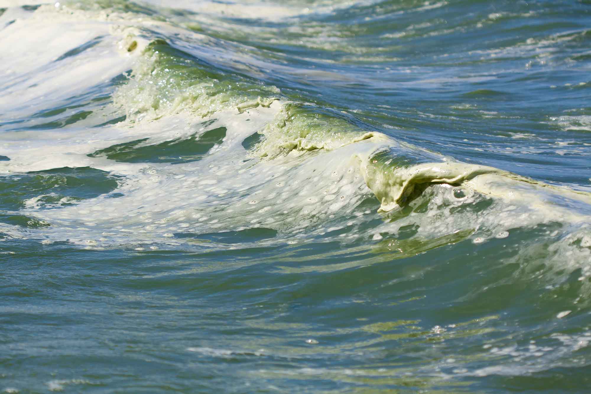 Algae in a wave