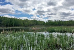 Canards Illimités Canada finalise, en partenariat avec Québec, les travaux d’envergure de conservation des marais aux Grenouillettes et des Laîches